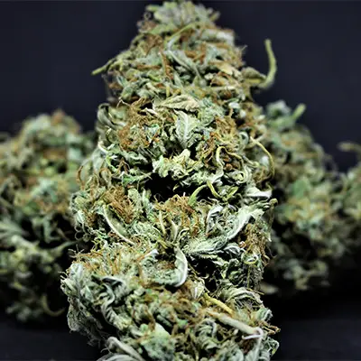 Master Kush Automatic > White Label Seeds | Graines Autofloraison  |  Indica